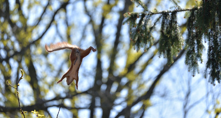 Red squirrel (Sciulus Vulgaris) in Flight. Jumps From One Tree to Another. 