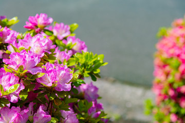 静岡県伊東市　小室山公園のツツジ