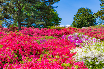 静岡県伊東市　小室山公園のツツジ