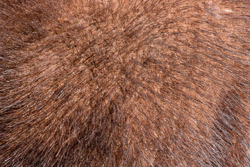 The texture of natural fur European mink. Brown furs.