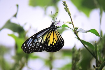 A pure butterfly perched on a stem.
