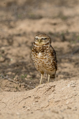 Burrowing Owl poses near it's burrow
