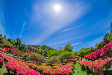 静岡県伊東市　小室山公園のツツジ　魚眼レンズ