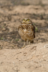 Burrowing Owl poses near it's burrow