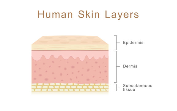 Human Skin Layers