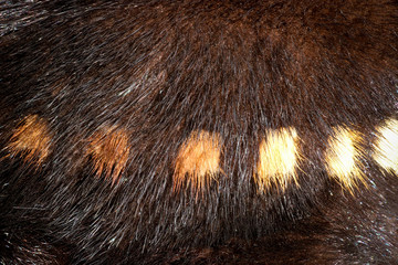 The texture of natural fur European mink. Brown furs.