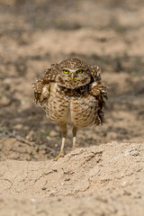 Burrowing Owl poses near it's burrow