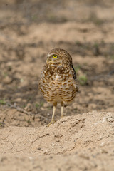 Burrowing Owl poses near it's burrow