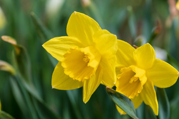 Fototapeta premium Brightly yellow inflorescences of spring flowers of narcissuses against the background of gently green leaves in sunny spring day. Soft focus.