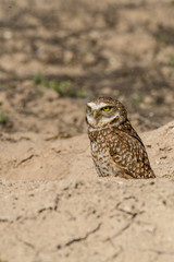 Burrowing Owl poses near it's burrow