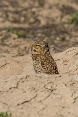 Burrowing Owl poses near it's burrow