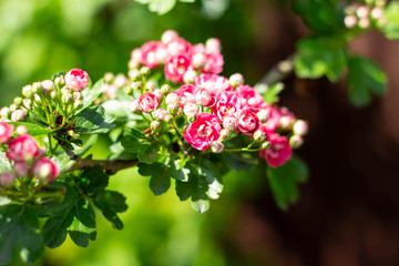 Close up of branches with beautiful blooming red flowers of Hawthorn tree