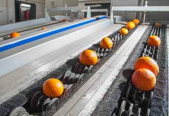 The working of citrus fruits: just selected and waxed tarocco oranges in the conveyor belt ready to...