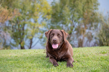 Chocolate lab at the park 