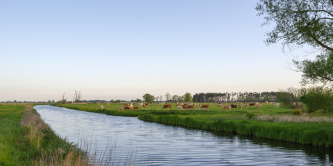 Cows graze on green meadow next to river during sunrise against blue sky