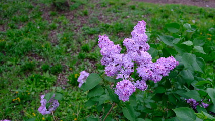 bushes flowering terry lilac