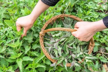Fresh nettles field. Farmer with freshly harvested nettle plant. Spring season of harvesting herbs....