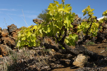 Vine plantation hills