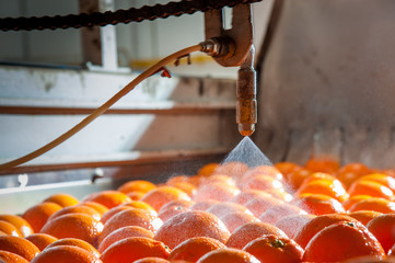 Tarocco oranges in the carriage during the waxing process