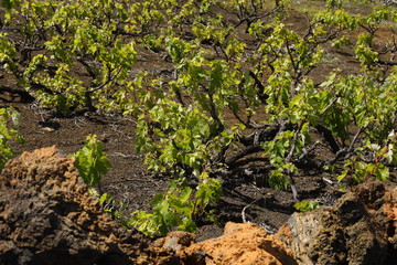 Vine plantation hills