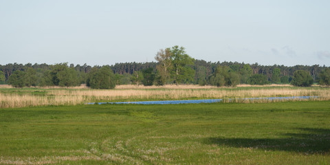 Green fields in front of forest in the nature park Westhavelland in Brandenburg