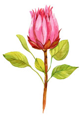 flower,watercolor,exotic ,illustration