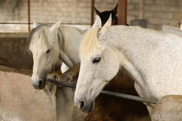 Fototapeta premium Horses in a stable