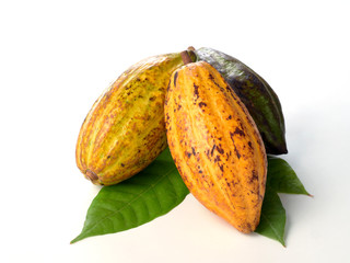 Fresh cocoa fruits with green leaf