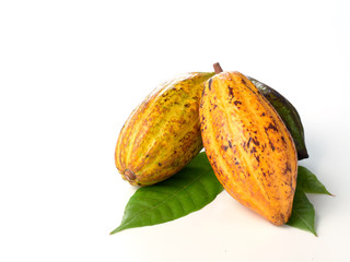Fresh cocoa fruits with green leaf
