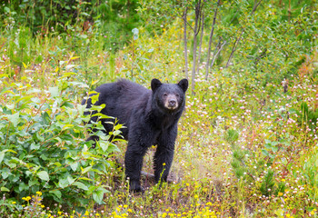 Obraz premium Black bear