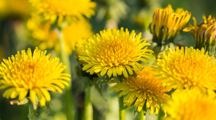 Yellow dandelions. Bright flowers dandelions on the field.