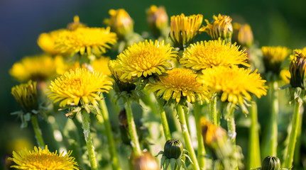 Yellow dandelions. Bright flowers dandelions on the field.