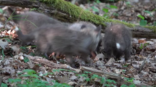 Rotfuchs, welpen am Bau, Eifel