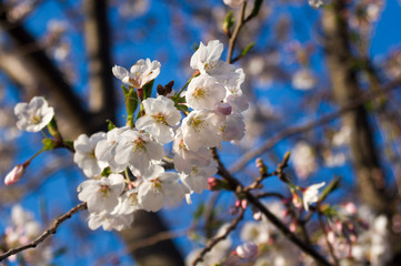 Fototapeta premium 桜