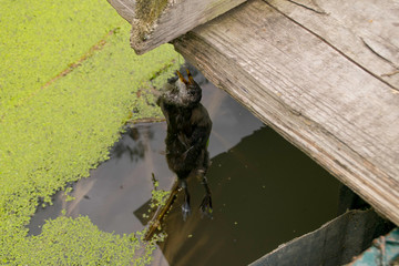  A dead bird is higher above the water