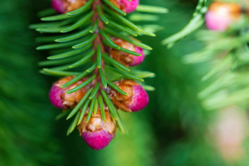 Pink escapes on brightly green branches of a fir-tree black at the beginning of spring. Soft focus. Macro.