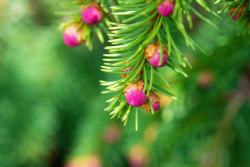 Pink escapes on brightly green branches of a fir-tree black at the beginning of spring. Soft focus. Macro.