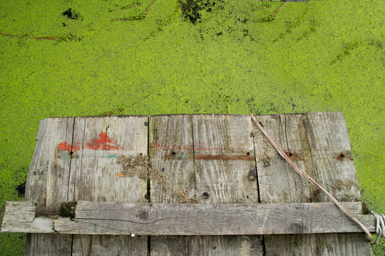 Top view of a green duckweeds cover surface of water and wooden surface.