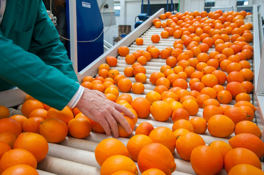 The working of citrus fruits: The manual selection of fruits: a worker ckecking oranges to reject the seconde-rate ones