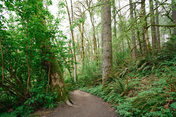 Fototapeta premium Lush green wooded landscape in a Pacific temperate rainforest in Oregon.