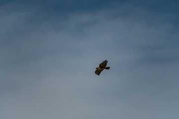 An isolated bird (hawk) gliding through the sky. Easily extracted for another picture