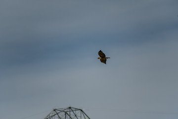 An isolated bird (hawk) gliding through the sky. Easily extracted for another picture