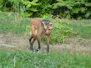 Grey wolf [Canis lupus] in the forest...