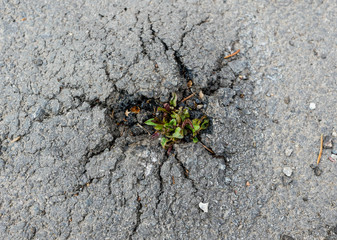 Young tree finding a way to life breaking trough the asphalt layer on sidewalk.