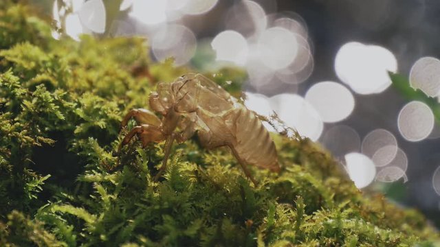 セミの抜け殻と逆光でキラキラ輝く川