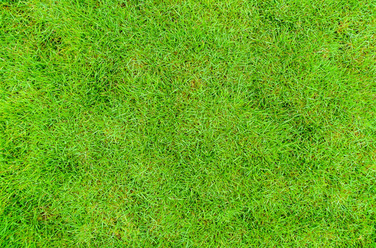 Green grass texture background, Green lawn, Backyard for background, Grass texture, Green lawn desktop picture, Park lawn texture.