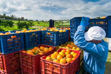 Orange harvest time: colored fruit boxes full of navel oranges in an citrus grove during harvest season in Sicily - 268077251