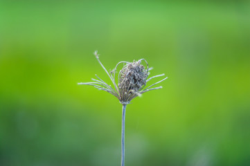 Closeup on the dry grass in early spring