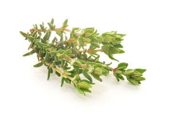 Thyme green plant isolated on white