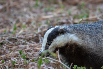 badger, meles meles, walking/moving around above sett searching for and eating food during a warm evening in spring/may in a pine-forest in Scotland.